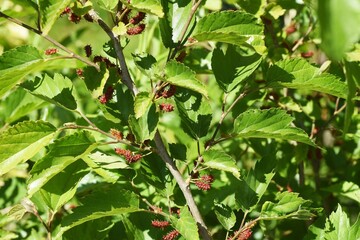 Mulberry / Mulberry tree is a Moraceae deciduous tree that ripens black in early summer and is used for eating fresh, making fruit wine and jams.