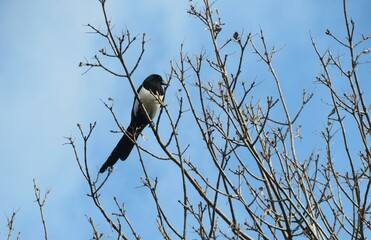 European magpie on tree branch against blue sky
