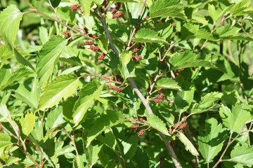 Mulberry / Mulberry tree is a Moraceae deciduous tree that ripens black in early summer and is used for eating fresh, making fruit wine and jams.