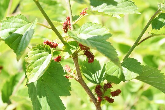 Mulberry / Mulberry tree is a Moraceae deciduous tree that ripens black in early summer and is used for eating fresh, making fruit wine and jams.