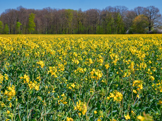 Yellow field of rape plant