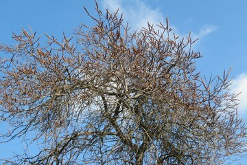 Sea buckthorn tree in the garden against blue sky