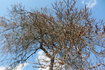 Sea buckthorn tree in the garden against blue sky