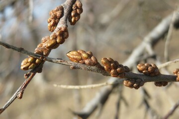 Closeup of sea buckthorn branches in spring season