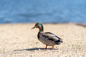 Kaczka plaza jezioro © Lukasz