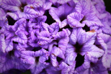 Obraz premium Macro of purple heliptropium flowers in full bloom