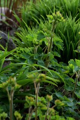 Aquilegia plants with growing buds and daylilies leaves on spring garden, green background, springtime