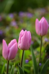 Pink tulips closeup, spring garden flowers
