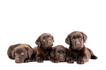 Isolated on white background studio group portrait of  four hocolate labrador retriever  puppies.