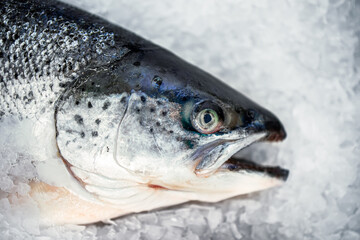 frozen fresh fish in the grocery store