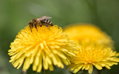 Biene auf Löwenzahn.