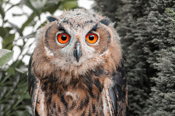 A close up of a european eagle owl perched and staring forward