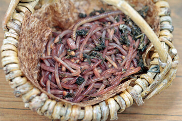 nature's treasure, compost worms before work 