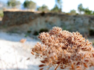 grass on the nature