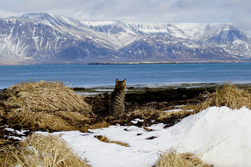 Katze beobachtet Vögel am Strand in Island