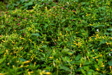 yellow flowers in the grass