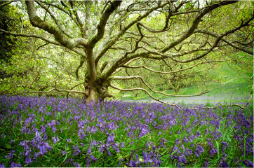 Fototapeta premium bluebell wood Cornwall England uk 