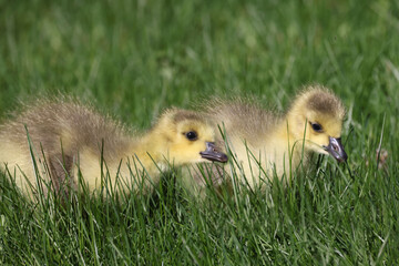 Baby Canada Geese in grass grazing on a beautiful spring day in deep grass