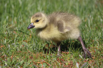 Baby Canada Geese in grass grazing on a beautiful spring day in deep grass