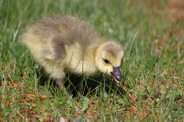 Baby Canada Geese in grass grazing on a beautiful spring day in deep grass