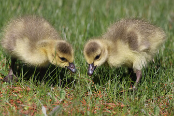 Baby Canada Geese in grass grazing on a beautiful spring day in deep grass