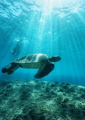 Obraz premium Swimming with Green Sea Turtles in Hawaii 