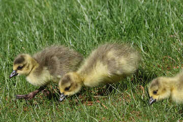Baby Canada Geese in grass grazing on a beautiful spring day in deep grass