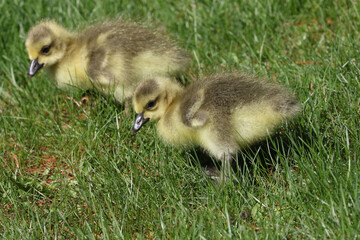 Baby Canada Geese in grass grazing on a beautiful spring day in deep grass