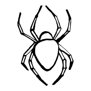 Spider illustration, black line sketch. Isolated on white background.
