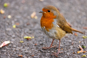 A robin redbreast scurries for food
