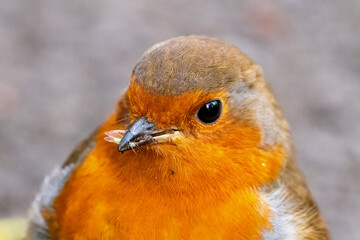 A robin redbreast holds a fly in its beak