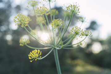Plantas amarillas con fondo desenfocado y verde en el campo