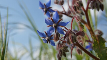 Fleurs de bourrache officinale