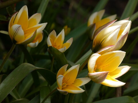 Tarda tulip (Tulipa tarda) - close up of  yellow-white star-shaped flowers, Poland