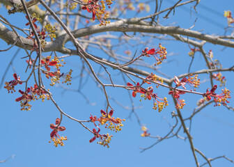 Spring Buds