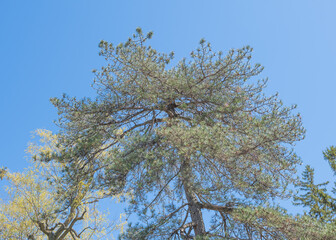 Top of the Fir