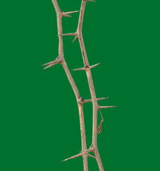 Thorns isolated on green background