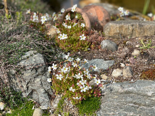 moss on stone