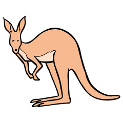 Hand drawn standing kangaroo color vector illustration