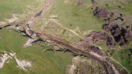 lizard on the ground