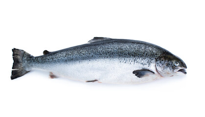 Raw salmon fish isolated on white background