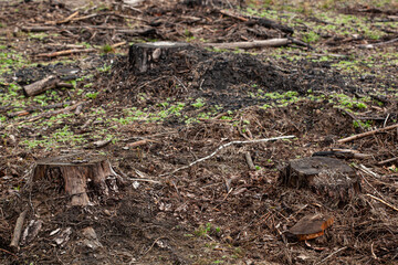Obraz premium Felled pine trees in forest. Deforestation and Illegal Logging
