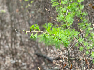 green moss on the tree