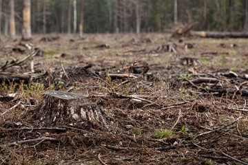 Naklejka na ściany i meble Felled pine trees in forest. Deforestation and Illegal Logging
