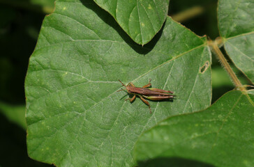 Overhead view of a brown grasshopper on a green leaf
