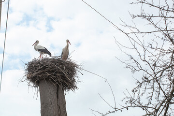 Fototapeta premium Pair of storks in their nest on top of an electricity pole