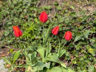 Obraz na płótnie Canvas red tulips in the garden