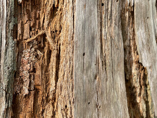 old wood texture