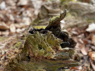fungus on tree trunk