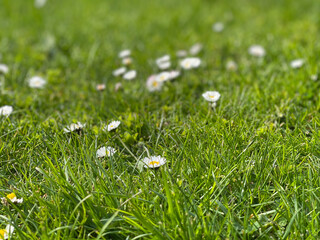 grass and flowers